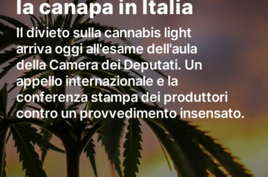 canapa italia cannabis light